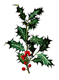 hollysprig
