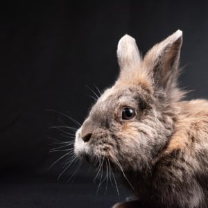 rabbit 8539830 1920