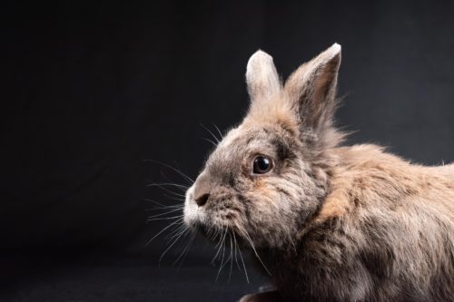 rabbit 8539830 1920