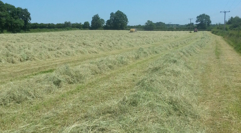 haymaking3 1000x1300(1)